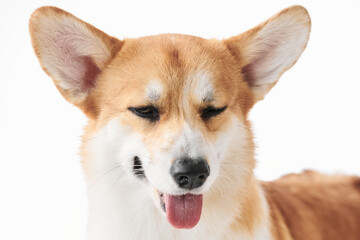 Pembroke Welsh Corgi portrait isolated on white studio background with copy space, purebred dog