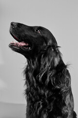 Portrait of black flat-coated retriever isolated on white studio background, purebred dog