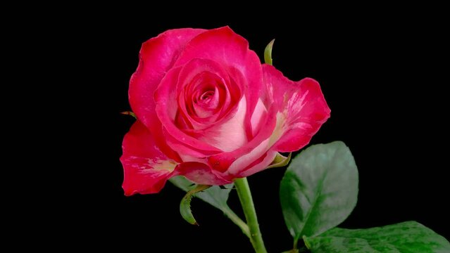 Rose Blossoms. Beautiful Time Lapse of Opening Red Rose Flowers on Black Background. 4K.