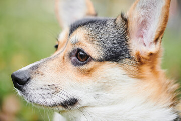 Pembroke Welsh Corgi on a walk. Portrait of a dog in the autumn park