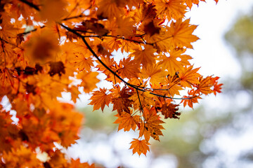 jesień, natura, przyroda, kolory, pomarańcz, czerwony, żółty, park, liście, spadające liście, piękno, jesienny liść, jesienna aura - obrazy, fototapety, plakaty