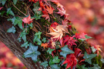jesień, natura, przyroda, kolory, pomarańcz, czerwony, żółty, park, liście, spadające liście, piękno, jesienny liść, jesienna aura - obrazy, fototapety, plakaty