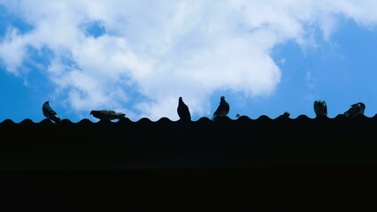 pigeon on the rooftop against cloudy blue sky, copy space