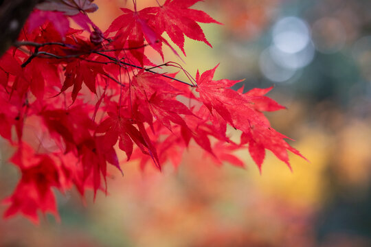 jesień, natura, przyroda, kolory, pomarańcz, czerwony, żółty, park, liście, spadające liście, piękno, jesienny liść, jesienna aura