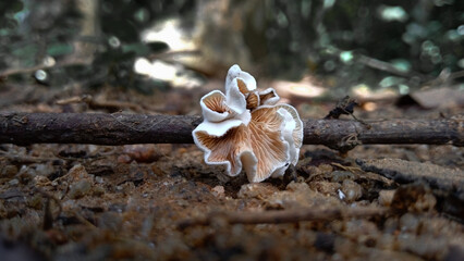 mushroom on the tree