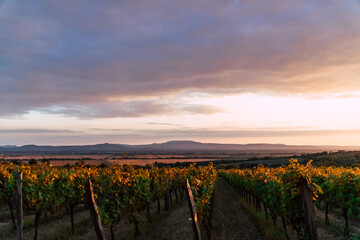 Sunset in the beautiful South Slovakian wine region