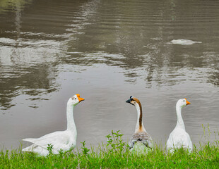 Three geese hesitantly stood by the pond.