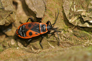 Closeup on the colorful red and black firebug, Pyrrhocoris apterus on a piece of wood