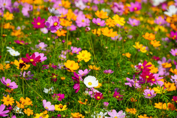 Obraz na płótnie Canvas Colorful cosmos flowers blooming in the garden, nature background.