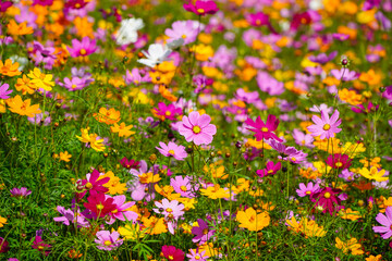 Colorful cosmos flowers blooming in the garden, nature background.