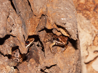 Closeup on two small Vietnamese frog, Rana maosonensis sitting on the ground hiding under a log