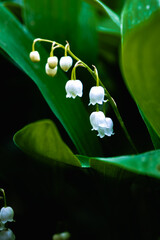 lilies of the valley