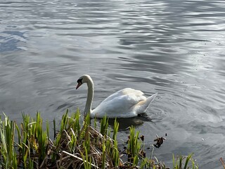 swan on the lake