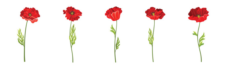 Red Poppy Flower on Green Stem with Leaf Vector Set