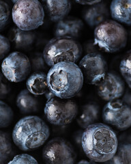 Macro Shot of a collection of frezh blueberries