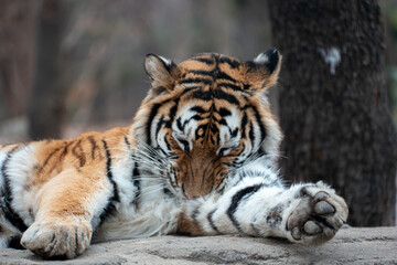 Lying tiger licking her furry hair