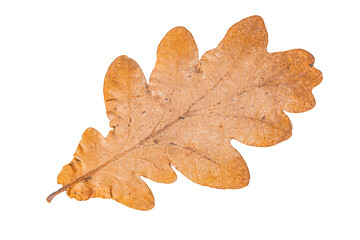 brown leaf of oak tree isolated on white background