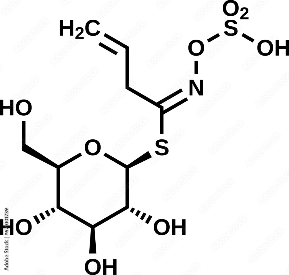 Wall mural sinigrin structural formula, allyl glucosinolate vector illustration