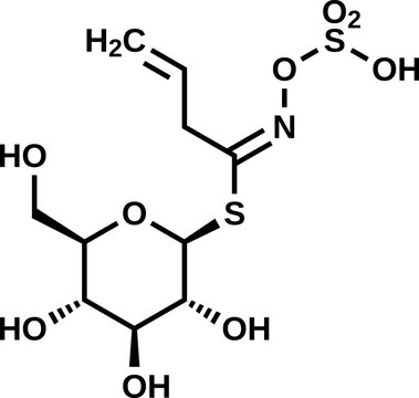 Sinigrin structural formula, allyl glucosinolate vector illustration