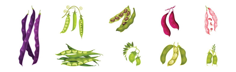 Grain Legume or Pulse Crop with Pod and Beans Vector Set