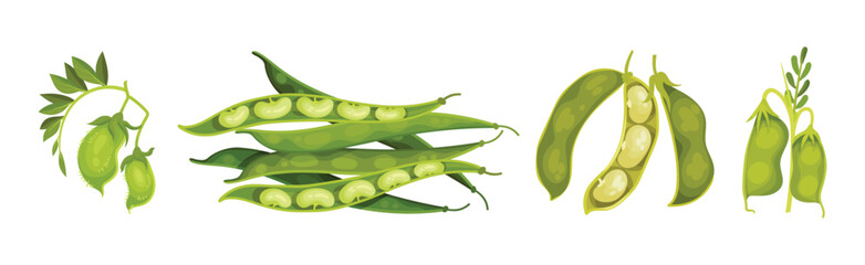 Grain Legume or Pulse Crop with Pod and Beans Vector Set