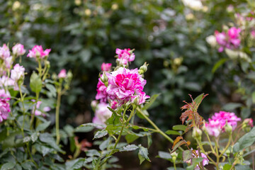 アルカンシェル