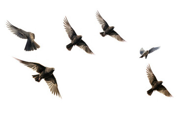Obraz premium birds in flight isolated on white background, Generative ai