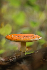 Fly mushroom in forest