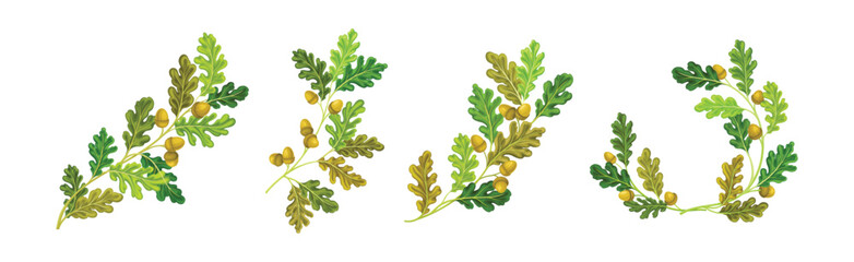 Oak Branches with Green Leaves and Acorns Vector Set