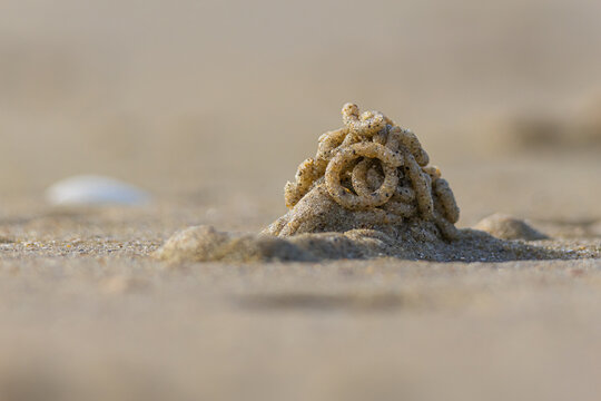 Lugworm pile on the beach