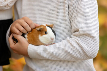 Child hands, holding guinea pig outdoors