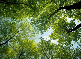 Fototapeta premium Open canopy trees with green foliage looking into the sky, green and yellow sycamores.
