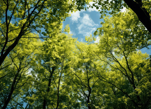 Open canopy trees with green foliage looking into the sky, green and yellow sycamores.