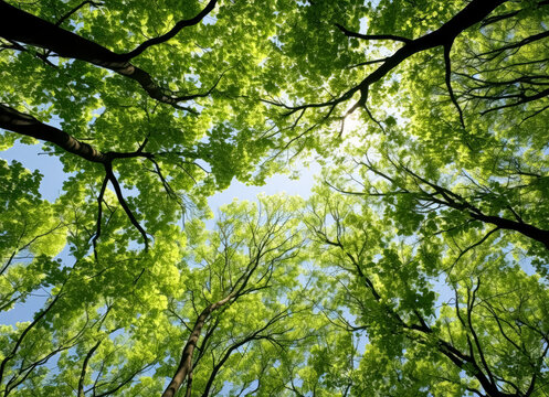 Open canopy trees with green foliage looking into the sky, green and yellow sycamores.