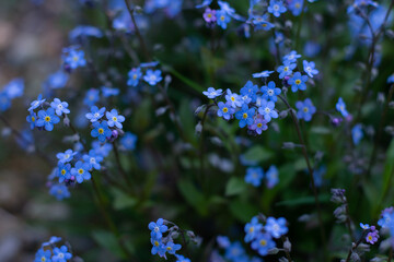 Forget-me-not flower in the spring. Myosotis plant grown in a bouquet in the wild plain