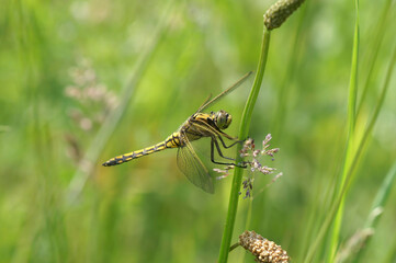 Closeup on a yellow colored common European black tailed skimmer, Orthetrum cancellatum, hiding in the grass