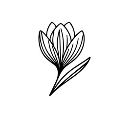 crocus flower illustration black and white 