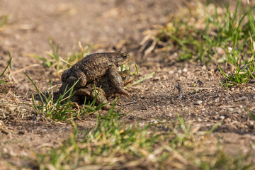 A large green frog in its natural habitat. Amphibian in water. Beautiful toad frog. Nice bokeh.