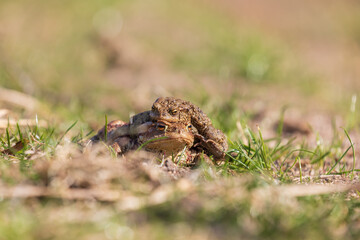 A large green frog in its natural habitat. Amphibian in water. Beautiful toad frog. Nice bokeh.