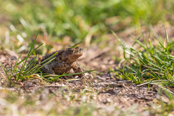 A large green frog in its natural habitat. Amphibian in water. Beautiful toad frog. Nice bokeh.