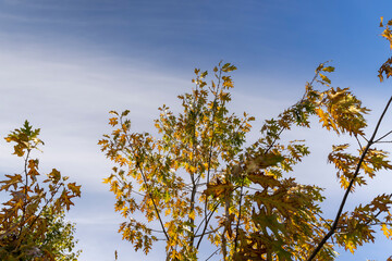 oak tree during the autumn season before leaf fall