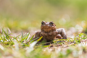 A large green frog in its natural habitat. Amphibian in water. Beautiful toad frog. Nice bokeh.