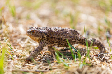 A large green frog in its natural habitat. Amphibian in water. Beautiful toad frog. Nice bokeh.
