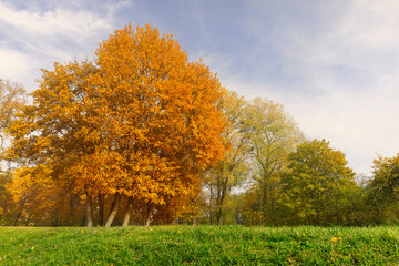 multicolored yellowing maple foliage during leaf fall