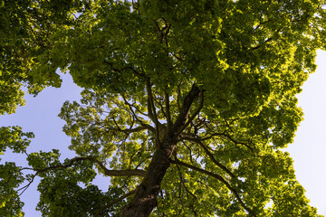 a large number of different deciduous trees in the summer