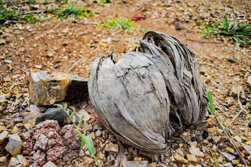 Dried coconuts that fall from the tree onto the ground.