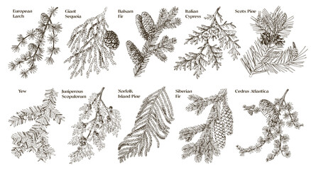 Coniferous plants branches vector set