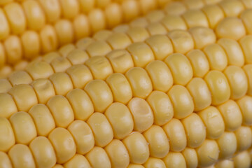 a ripe corn cob covered with water drops