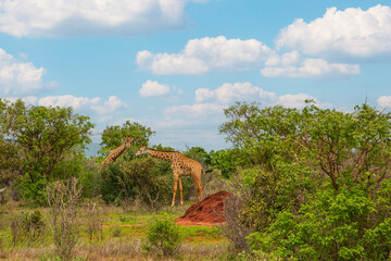 beautiful flora and fauna of the African savannah