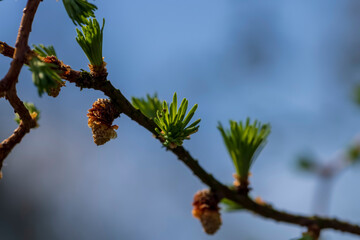 European larch during the appearance of the first needles in spring